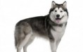Alaskan Malamute